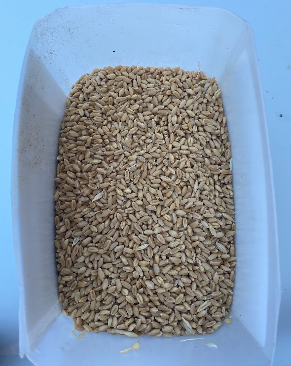 30/mt of Feed Wheat ONO Grain & Seed Wheat For Sale
